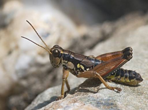 Podisma pedestris